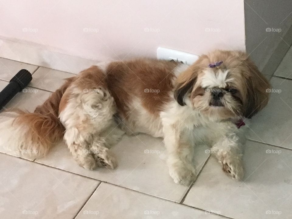 Nossa cachorrinha foi vencida pelo sono!!!