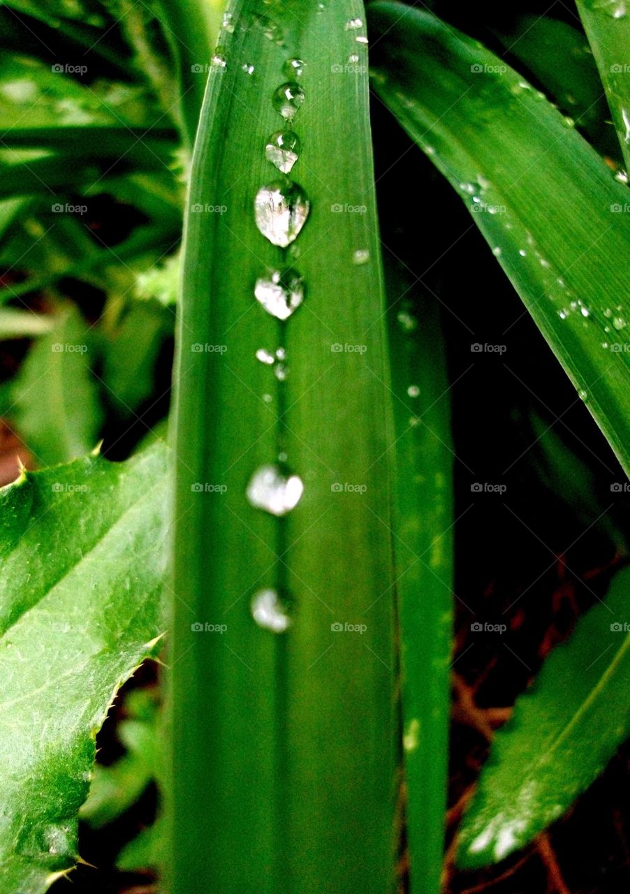 Water Droplets After The Rain