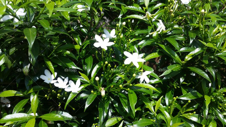 beautiful white flowers