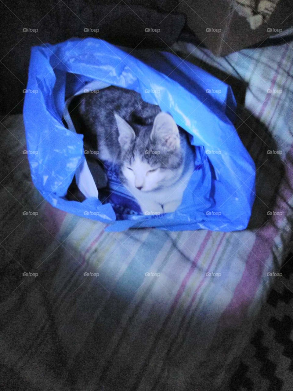 pretty in blue INTROUDUCING cat in a bag series