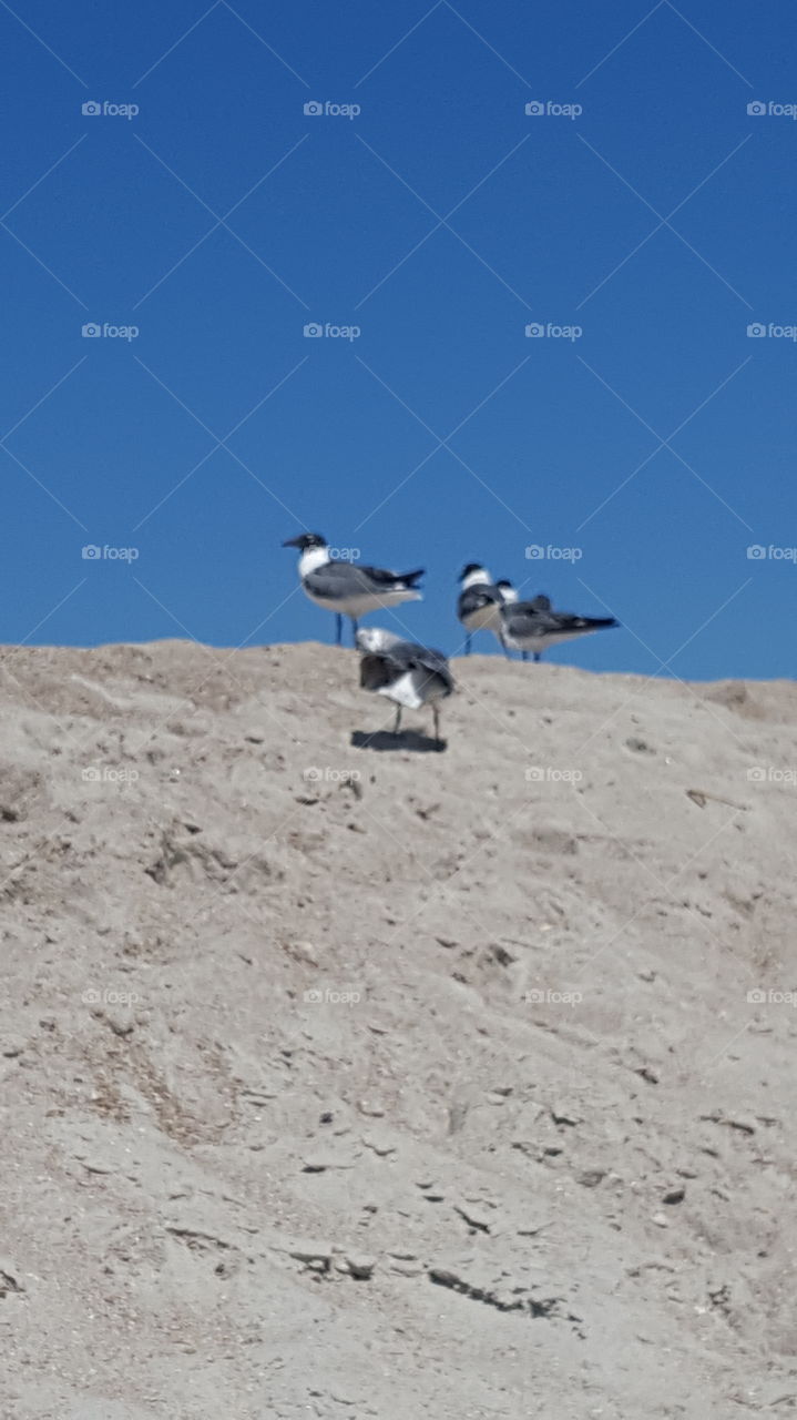 many seagulls