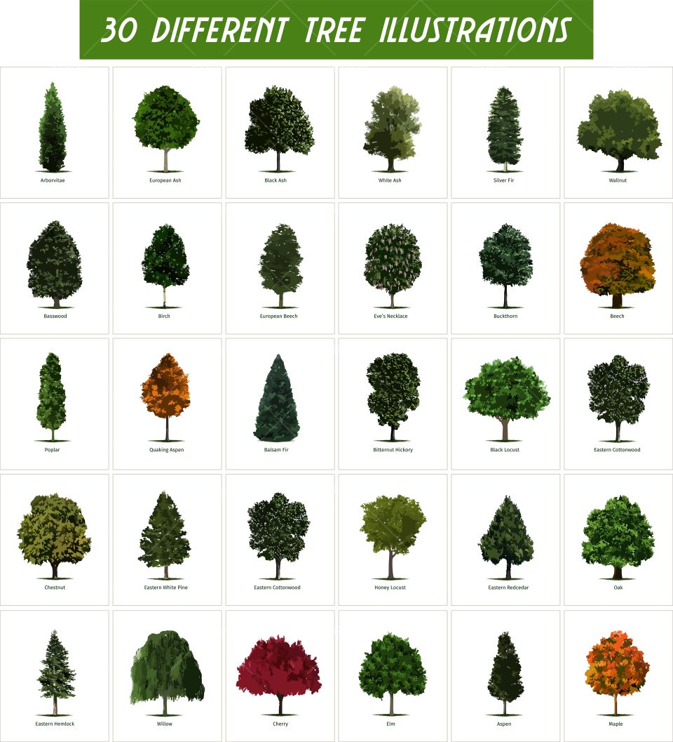 tree set with names illustration