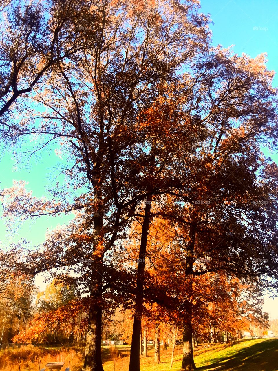 Tall Trees In Autumn