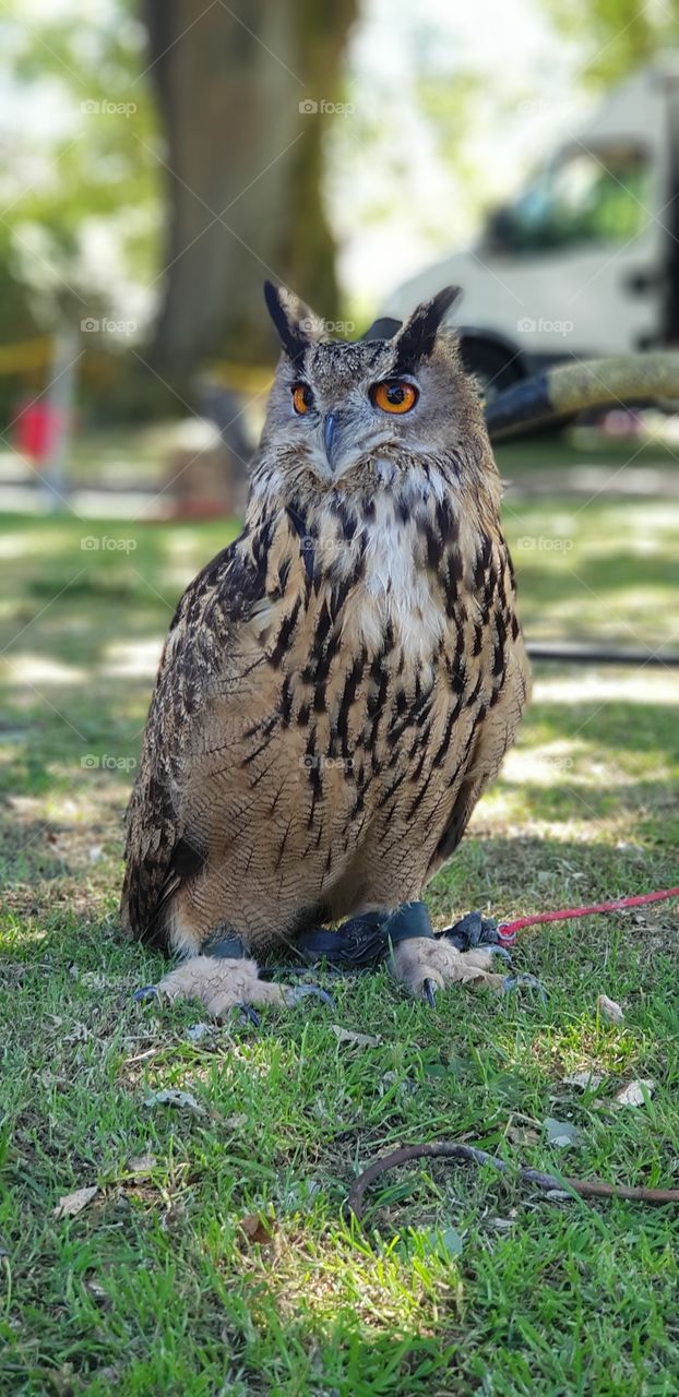 beautiful owl