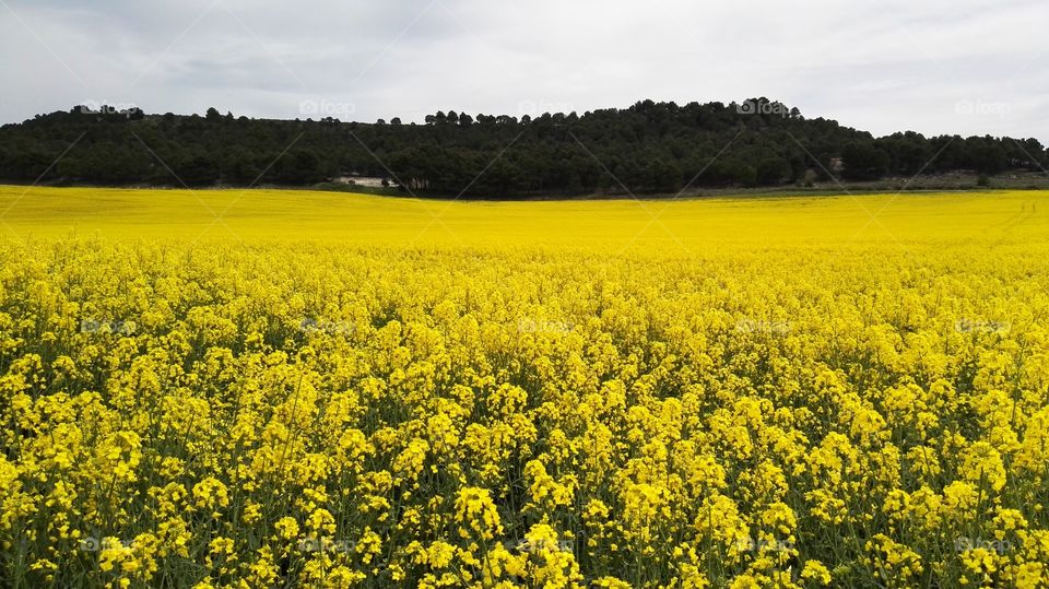field of colza plants and trees