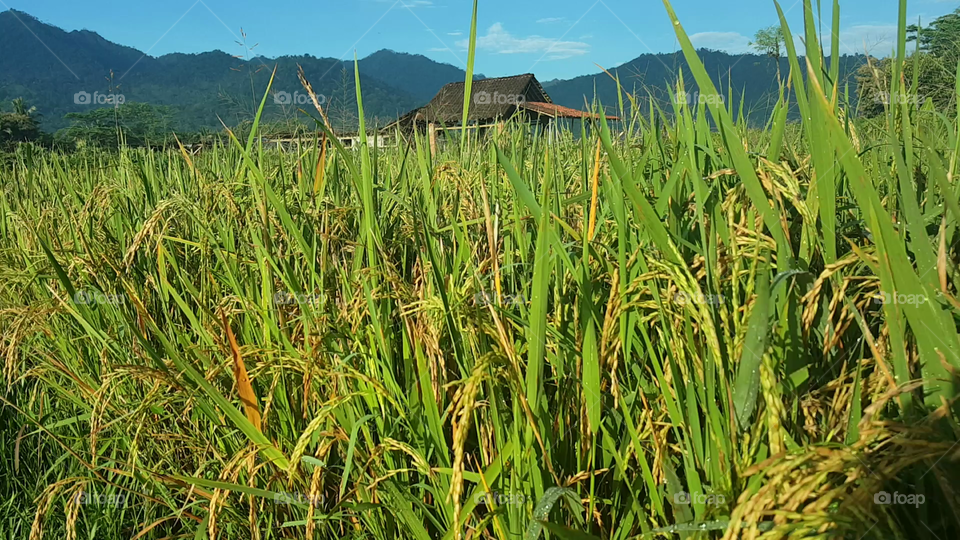 green field