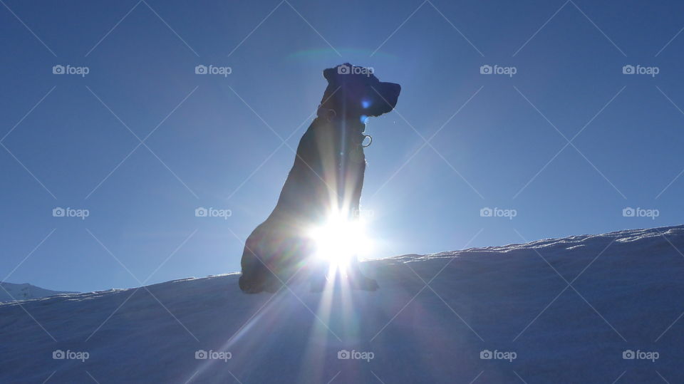 Labrador and sun