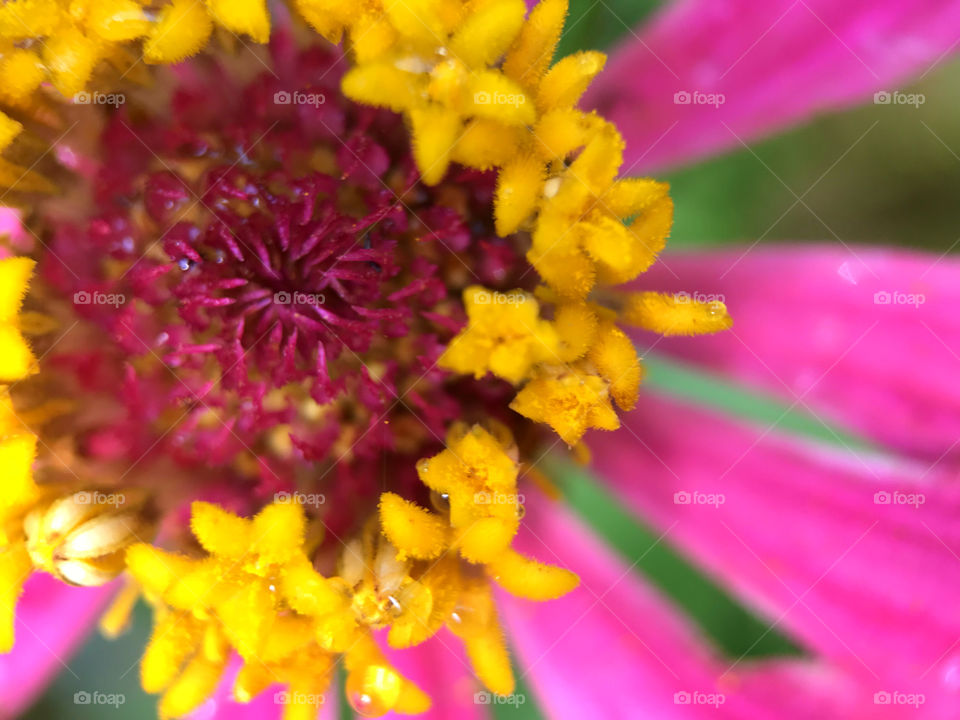 true color of nature looks so beautiful and can help myself to fall in love with this flower. Look at color, look at texture ! How amazing they are.