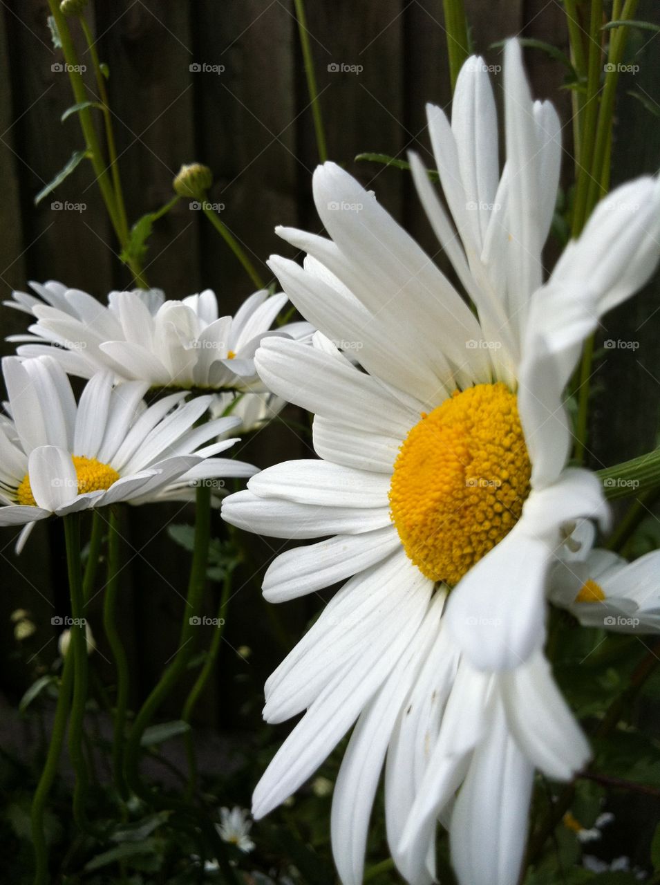 Sideways daisy 