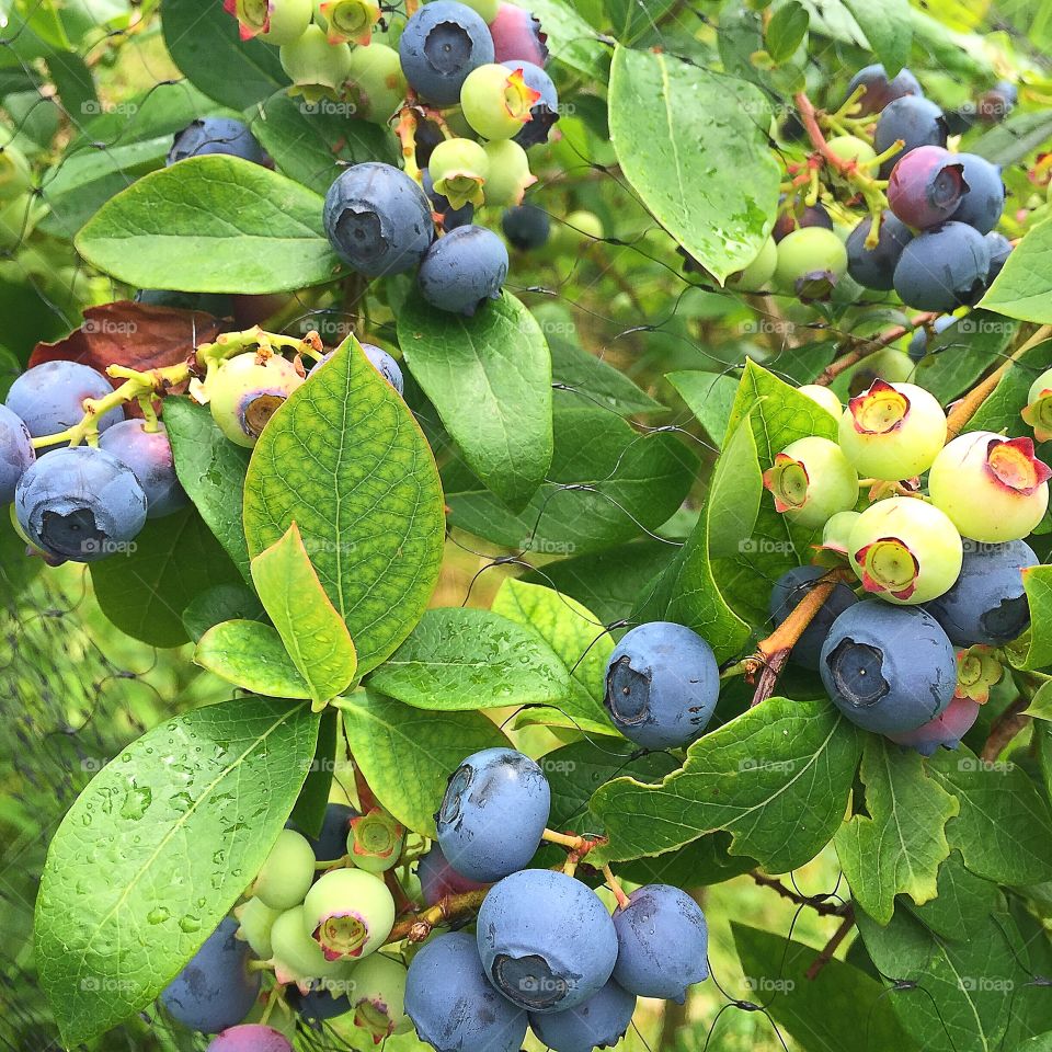 Blueberries. Blueberry Bush
