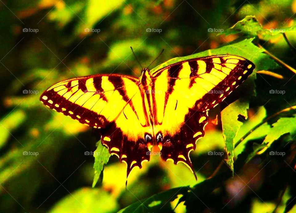 Yellow butterfly 2