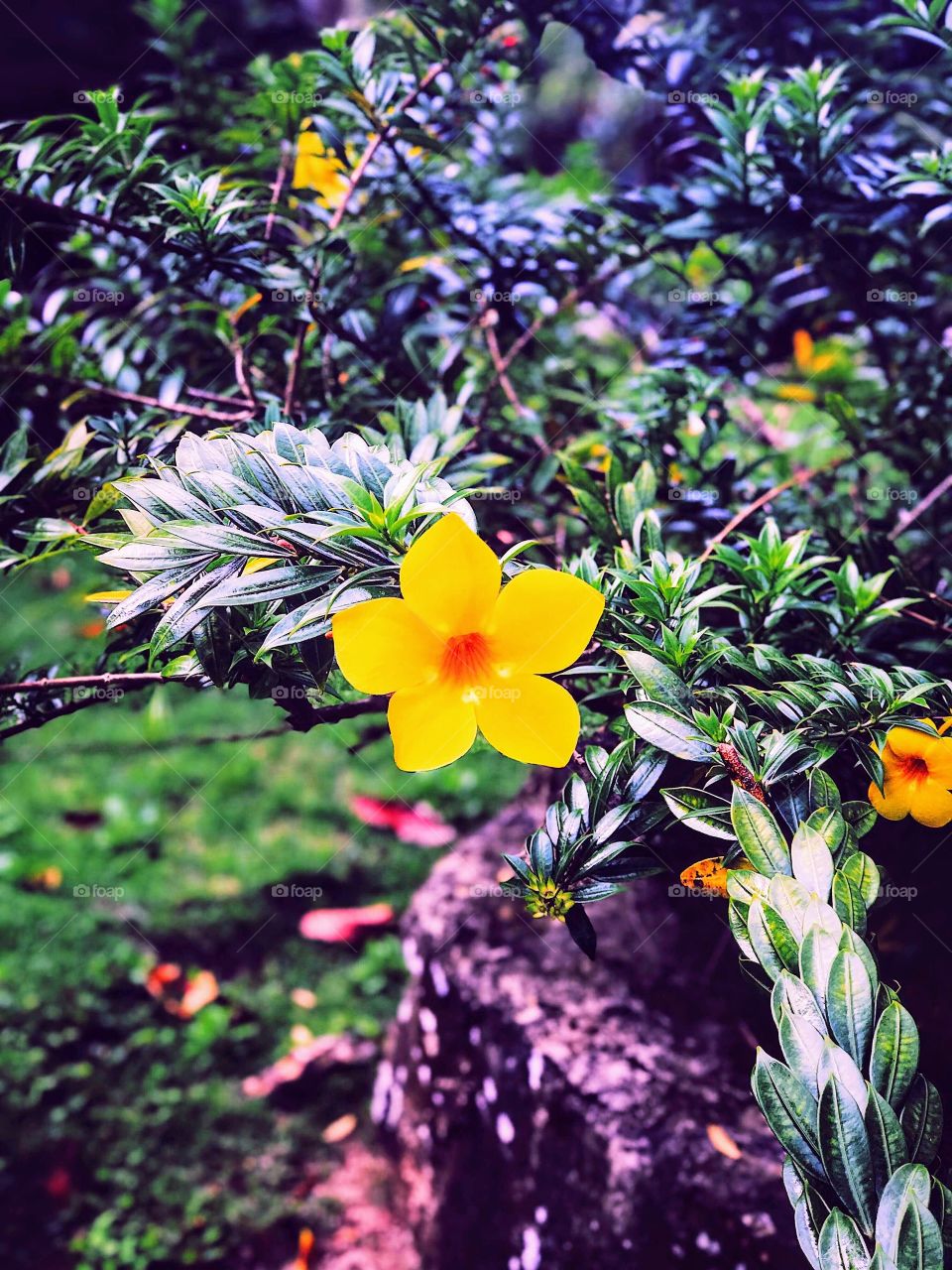 The prettiest yellow flower