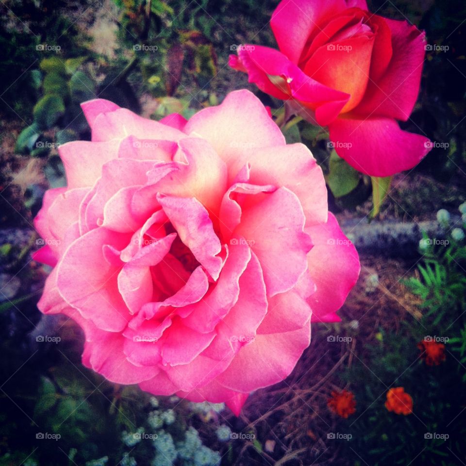 Roses. Roses in my backyard :)