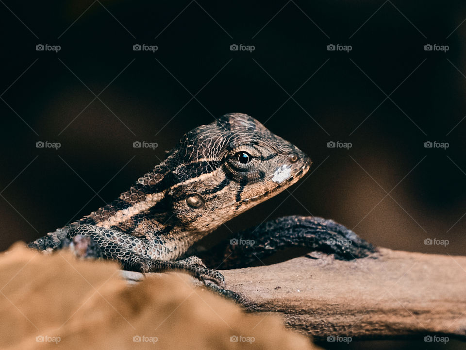 Oriental lizard  - backyard garden