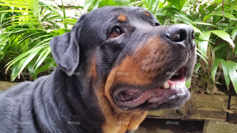 The Rottweiler