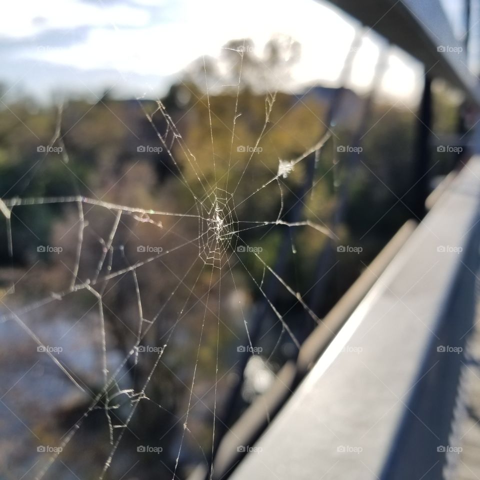 Spider's Farewell