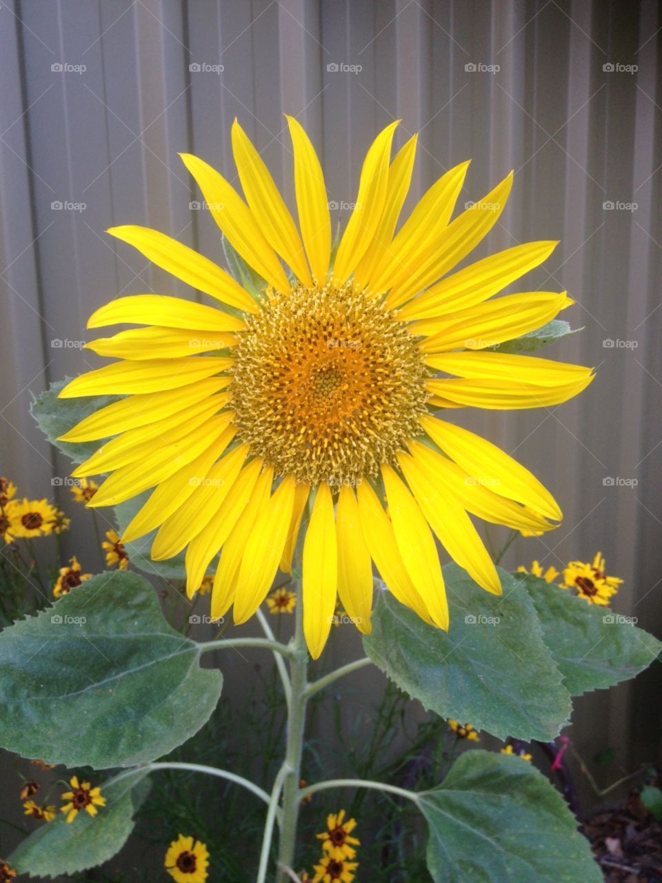 Nature, Summer, No Person, Sunflower, Flora