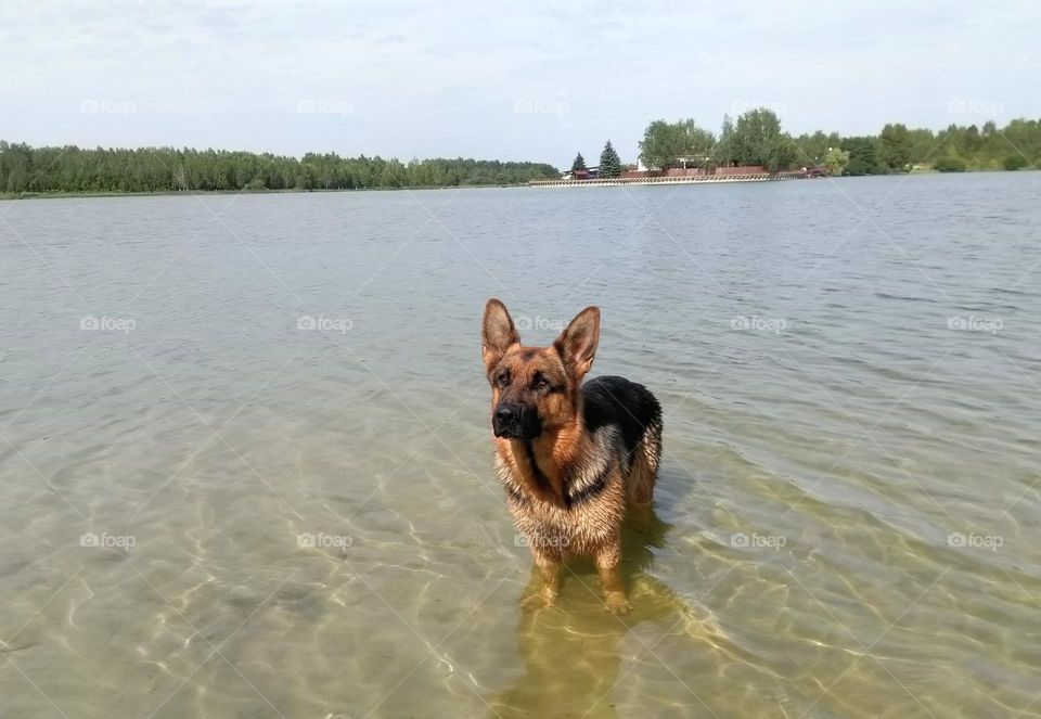 German Shepherd dog in water lake summer heat beautiful landscape