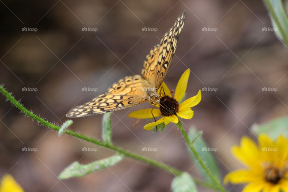 Lovely butterfly