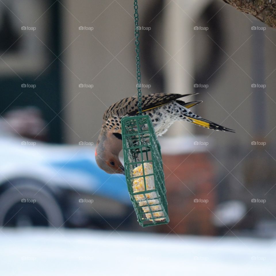northern flicker