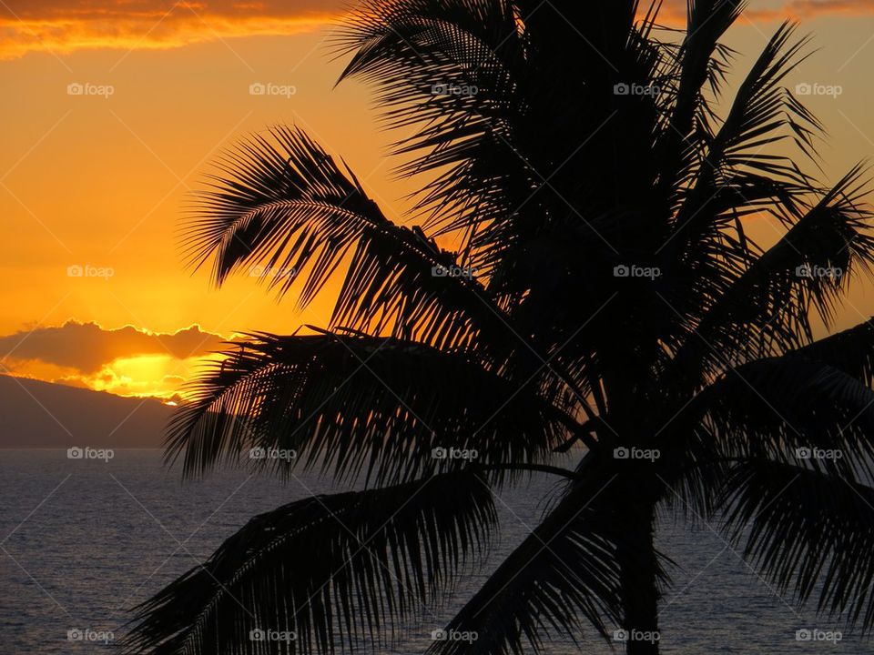 Palm at sunset