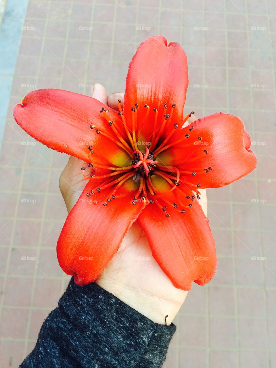Big red flower in my hand
