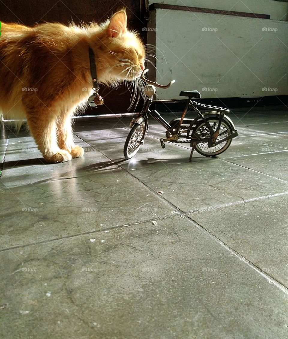 From the world of liliput, the cat of prey