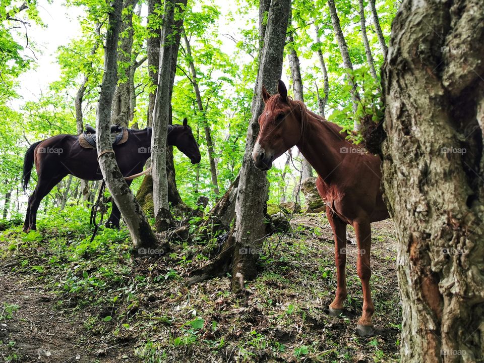 Russia horse forest