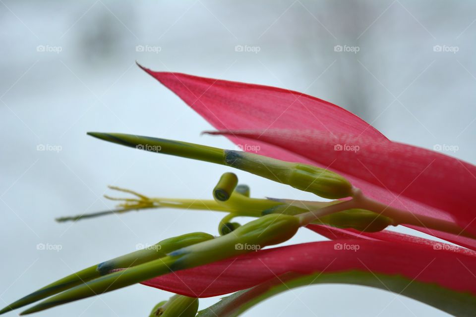 Nature, No Person, Flower, Flora, Garden