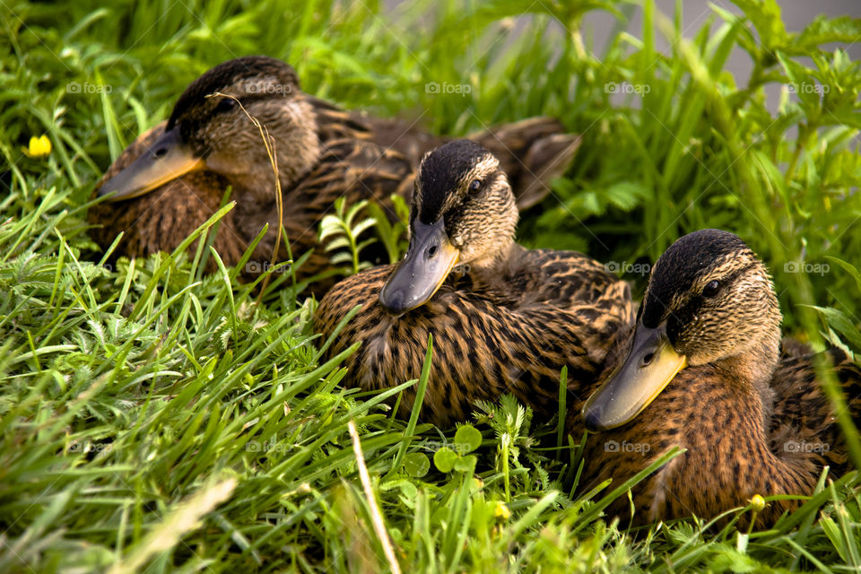 Family of ducklings on a green grass