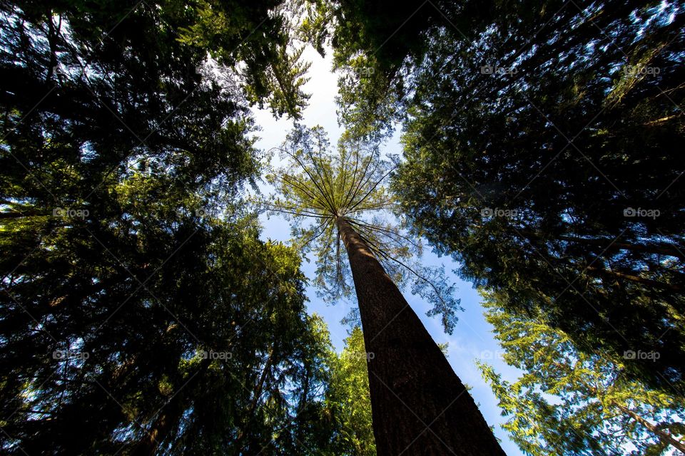 Low angle view of canopy tree