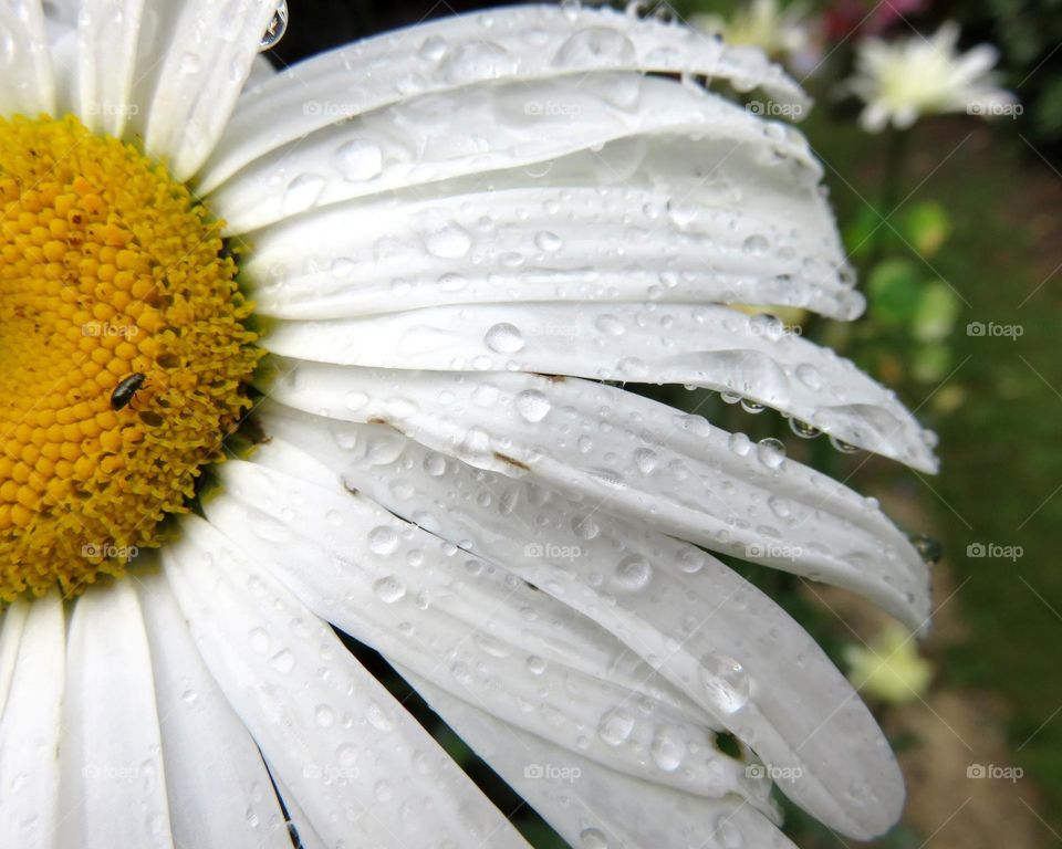 Close-up of water drop on daisy flower