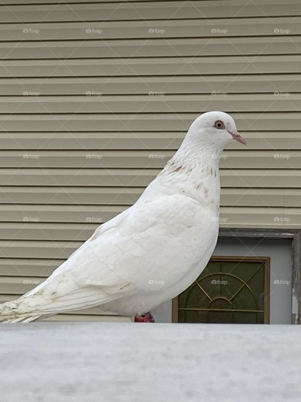 White dove