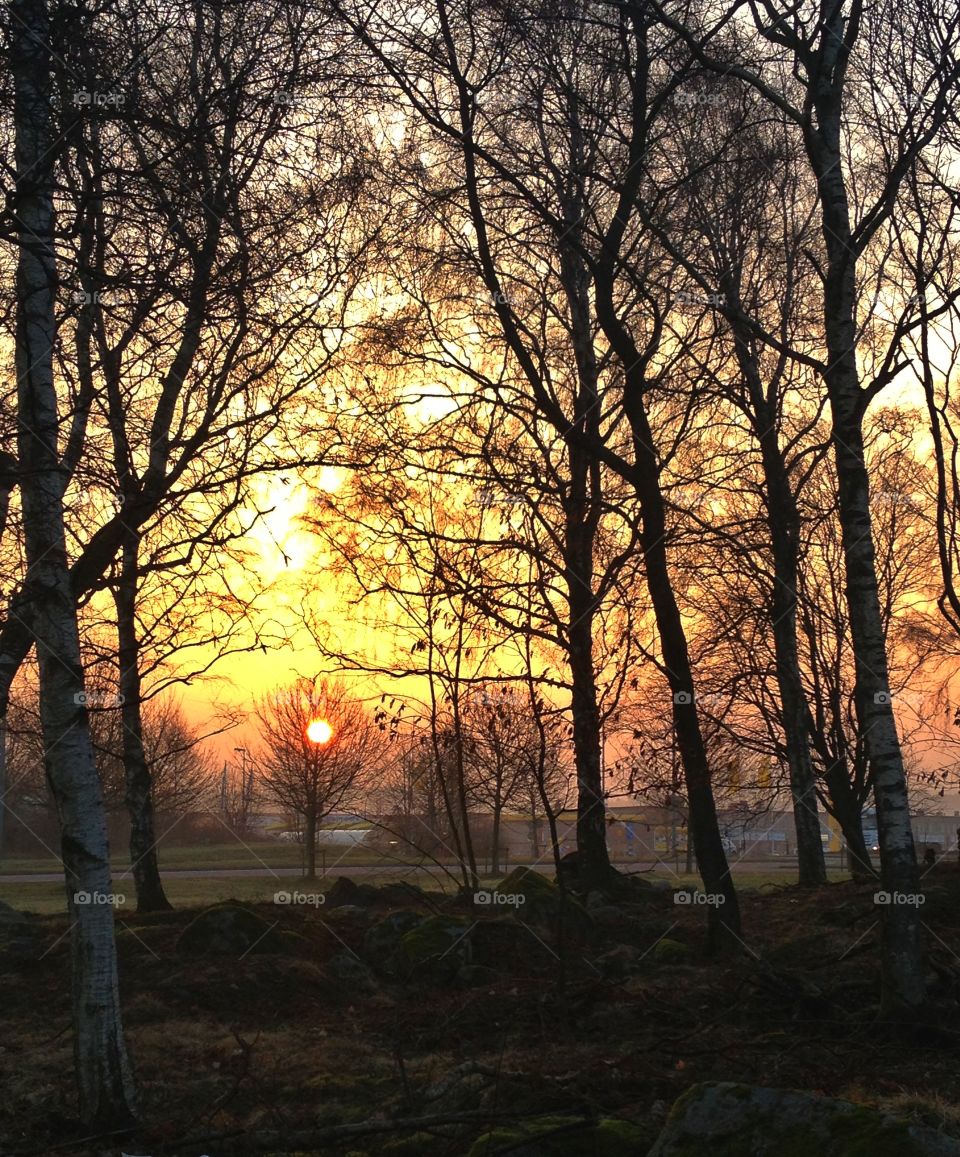 Sunrise at woodland