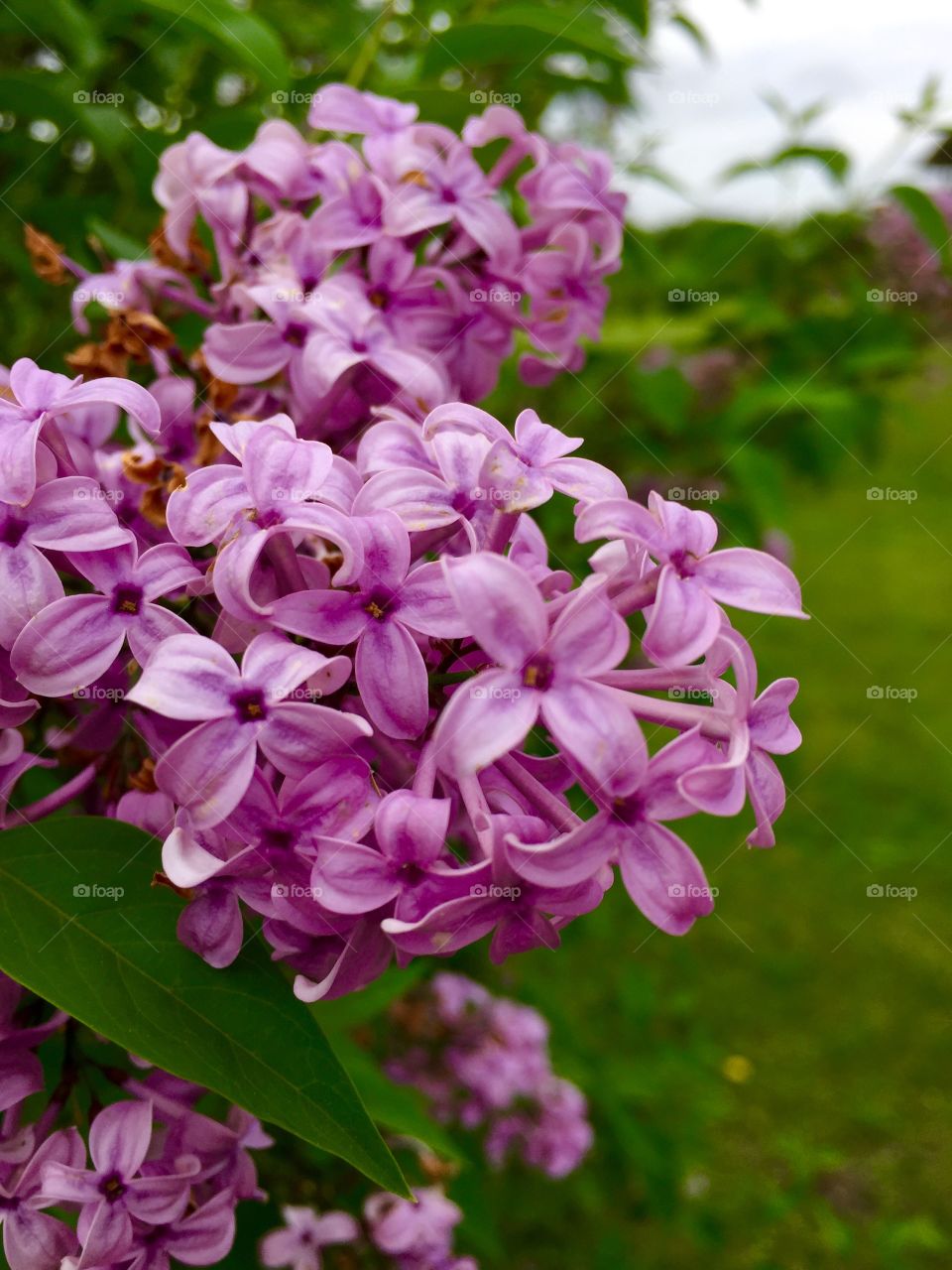 Lilac petals