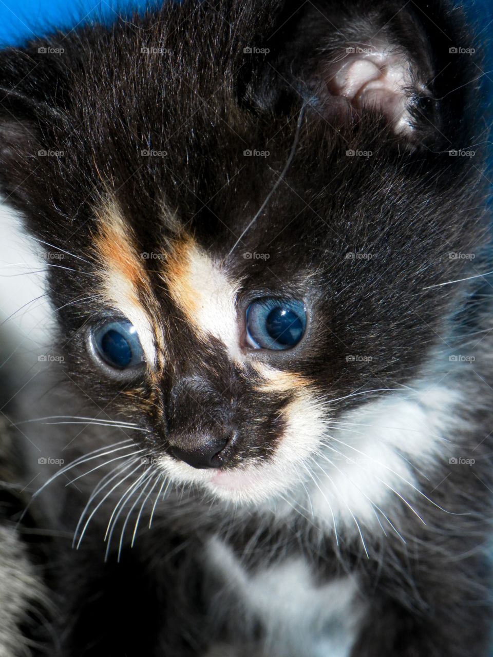 Black little baby kitten with blue curious eyes