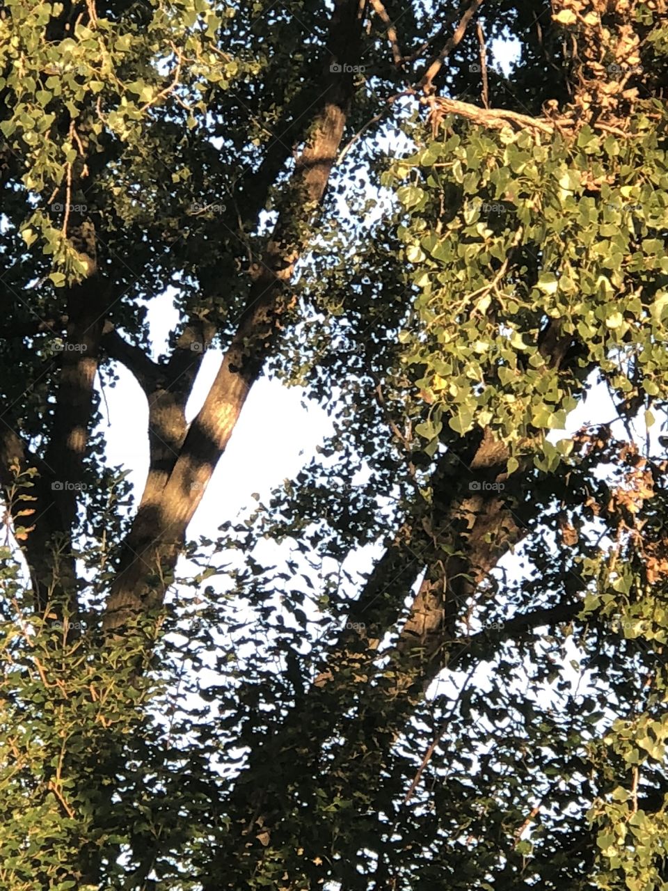 Lovely cottonwood tree in a yard