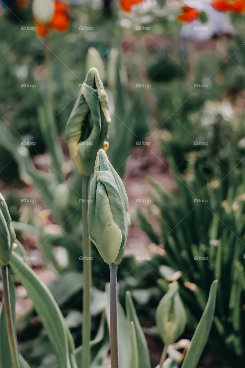 A couple of tulips in tender touch at blurred background. Springtime, time for hugs and love.