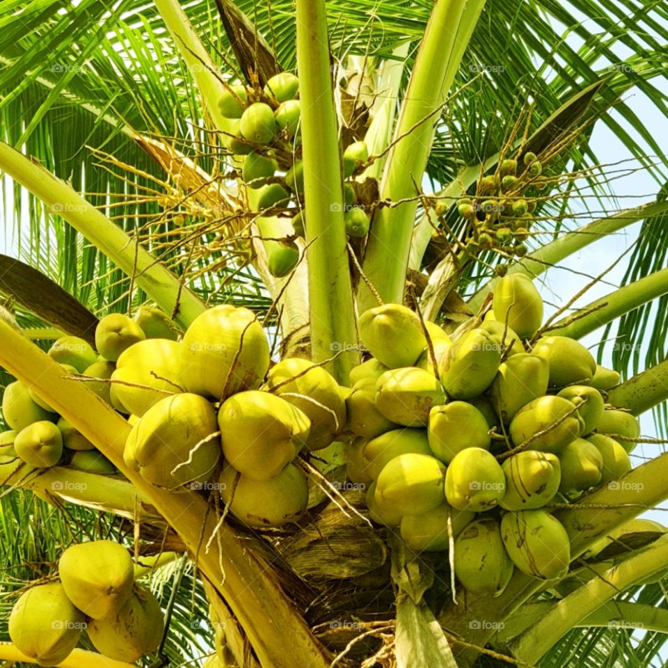 coconut