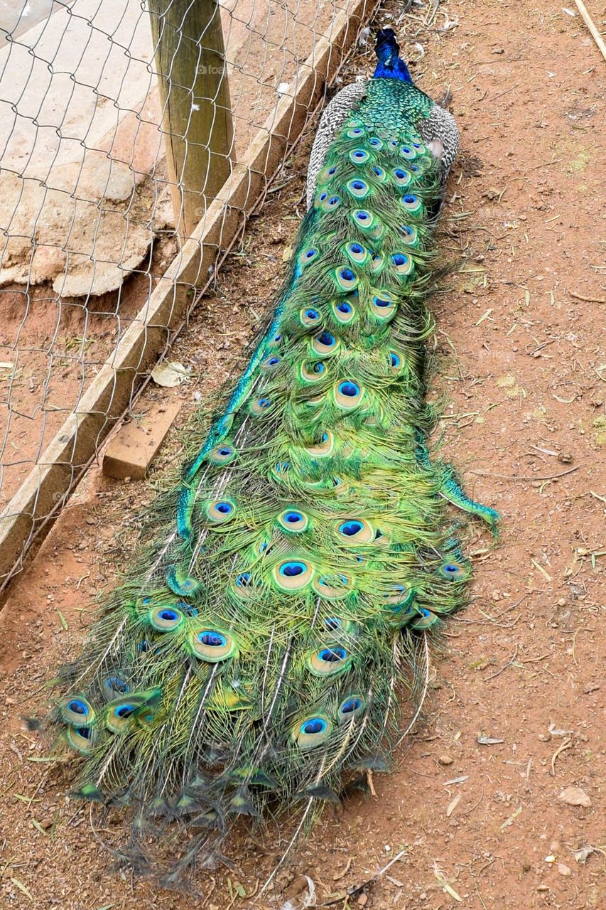 Peacock