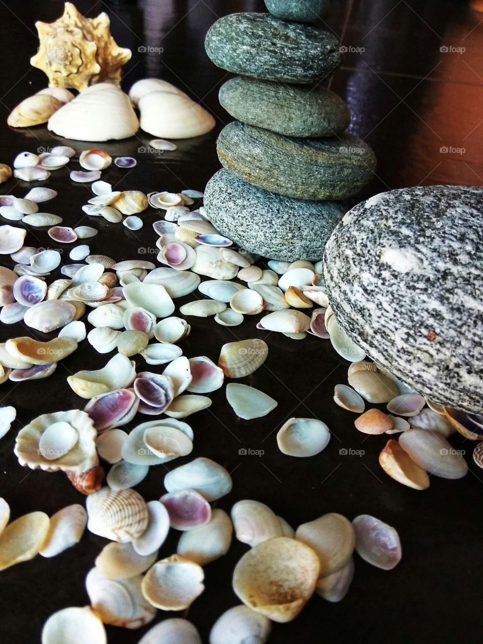 sea shells of different shape and size