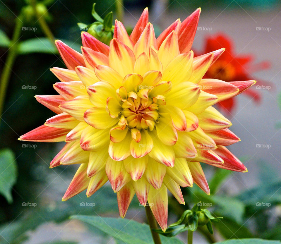 yellow flower red fire by gp56
