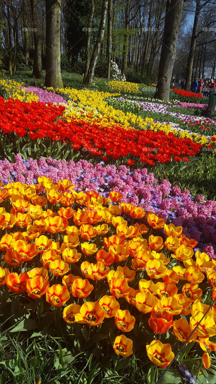 Keukenhof tulip garden