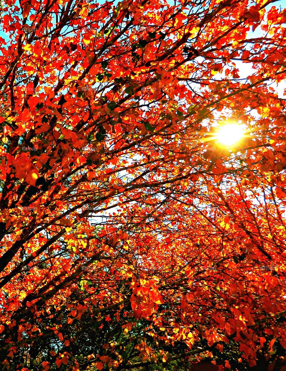 The sun shies through - The Colors of Autumn- Autumn. The Autumn palette is warm, rich, earthy and vibrant, and stretches from leaf greens to old gold, and from every shade of peacock to soft clay pinks