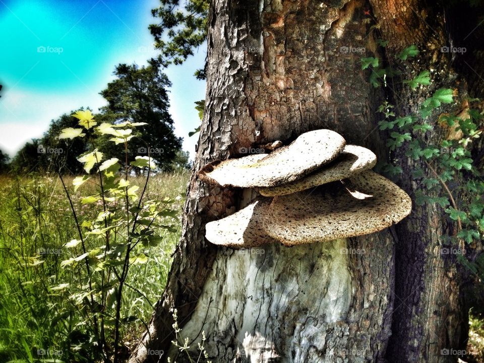 tree mushroom