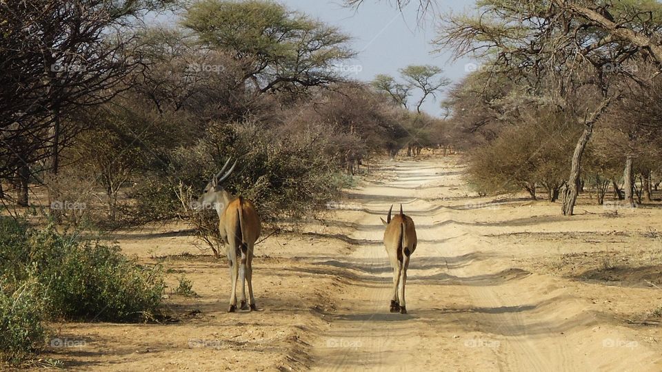 Eland mother and calf