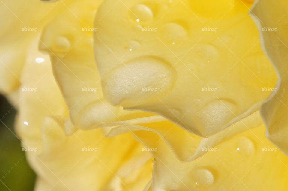 Yellow rose with raindrops 