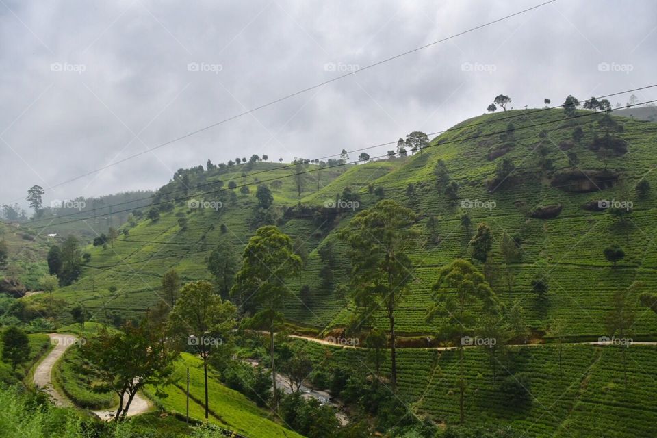 Tea plantation