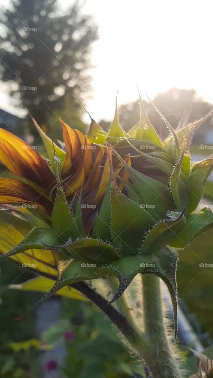 Sunflower Blooming