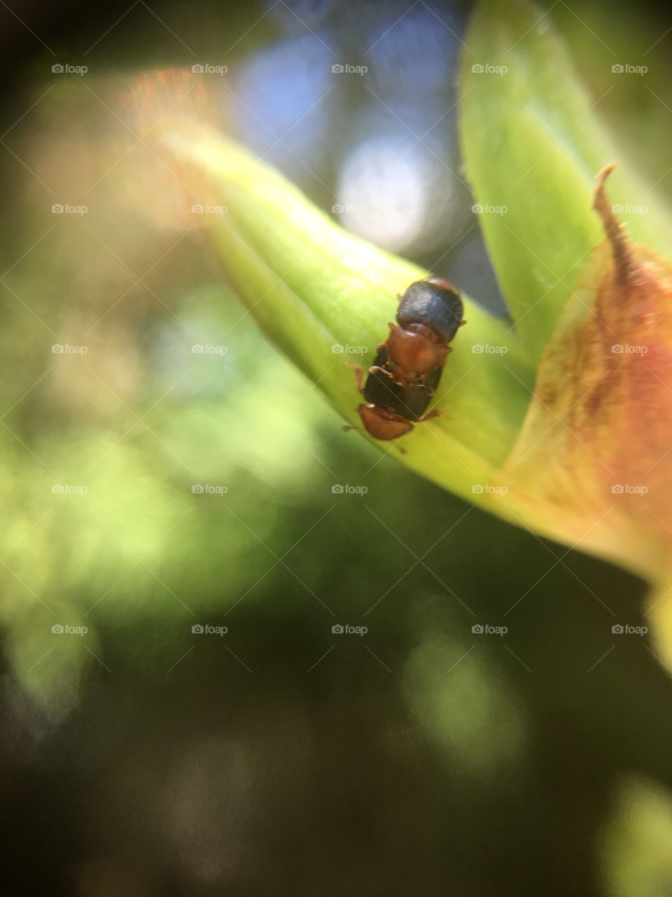 Double-decker beetles